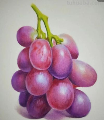 彩铅画，画的好逼真呀 - 图画吧TUHUABA