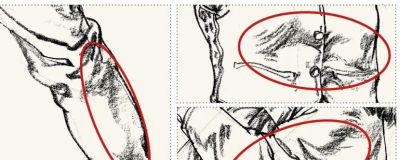 线条是速写的表现语言（三）回头线/结构点线 - 图画吧TUHUABA