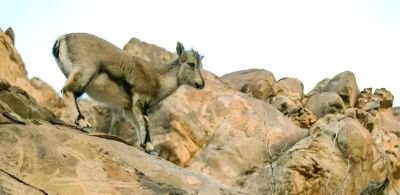 向美而生：韩美林艺术世界的无界之境 - 图画吧TUHUABA