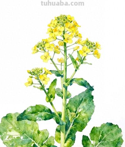 水彩画｜油菜花 - 今日头条