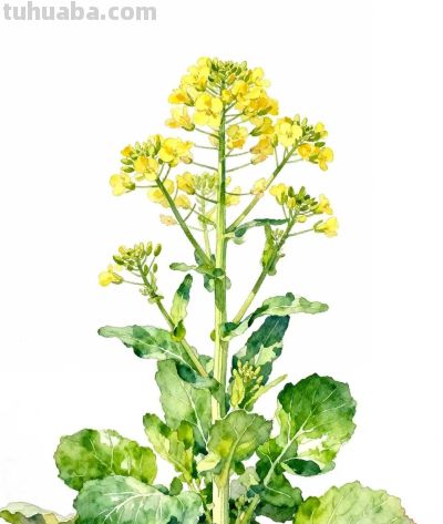 水彩画｜油菜花 - 图画吧TUHUABA