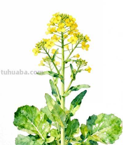 水彩画｜油菜花 - 图画吧TUHUABA