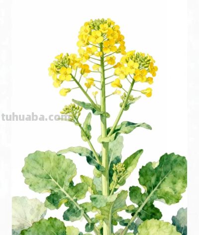 水彩画｜油菜花 - 图画吧TUHUABA