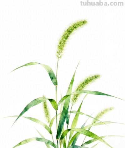 水彩画｜狗尾巴草 - 今日头条