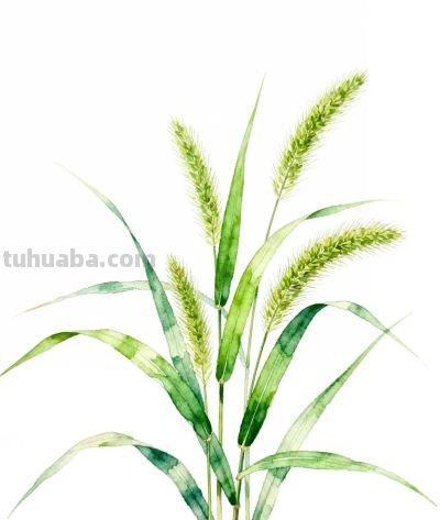 水彩画｜狗尾巴草 - 图画吧TUHUABA