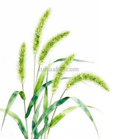 水彩画｜狗尾巴草 - 图画吧TUHUABA