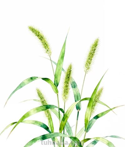 水彩画｜狗尾巴草 - 图画吧TUHUABA