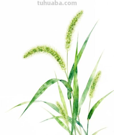 水彩画｜狗尾巴草 - 图画吧TUHUABA