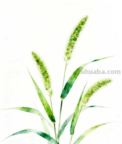 水彩画｜狗尾巴草 - 图画吧TUHUABA