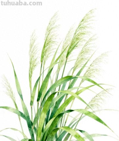 水彩画｜芦苇荡 - 今日头条