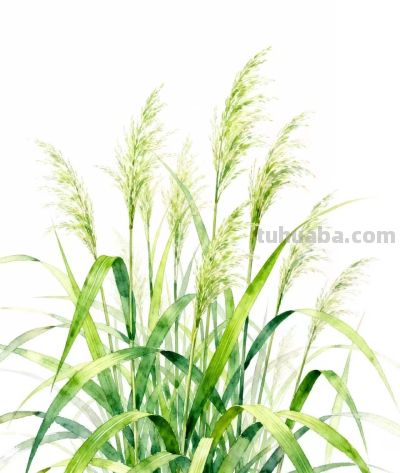水彩画｜芦苇荡 - 图画吧TUHUABA