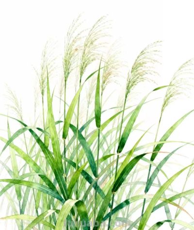 水彩画｜芦苇荡 - 图画吧TUHUABA
