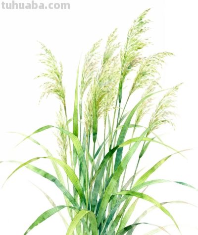 水彩画｜芦苇荡 - 图画吧TUHUABA