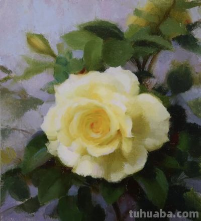 当代美国画家——泰勒·科雷亚静物花卉油画 - 图画吧TUHUABA