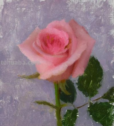 当代美国画家——泰勒·科雷亚静物花卉油画 - 图画吧TUHUABA