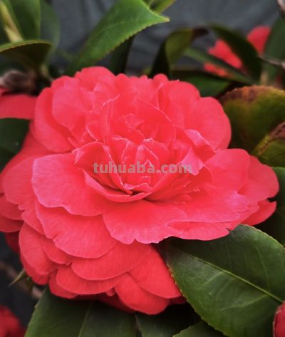 每天一个手机摄影小技巧/ 第一天 - 图画吧TUHUABA