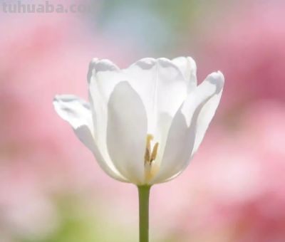 专业花卉摄影的"高级感"密码—— 5个实战技巧 - 图画吧TUHUABA