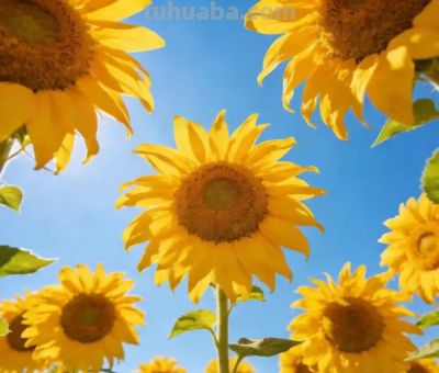 专业花卉摄影的"高级感"密码—— 5个实战技巧 - 图画吧TUHUABA