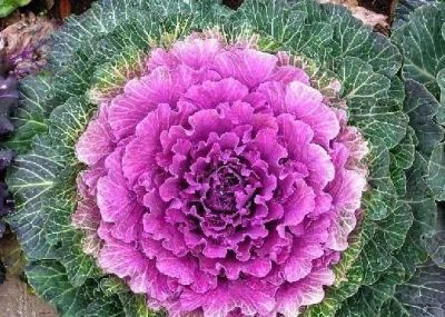 【羽衣甘蓝功效与家庭花盆种植，一盆能吃好久，营养超丰富】 - 图画吧TUHUABA