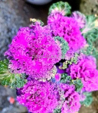 【羽衣甘蓝功效与家庭花盆种植，一盆能吃好久，营养超丰富】 - 今日头条