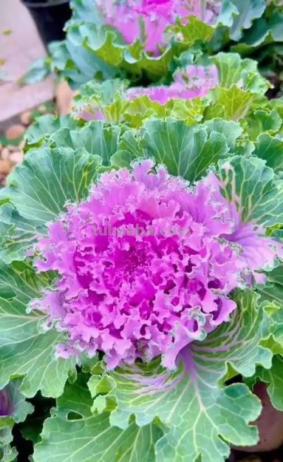 【羽衣甘蓝功效与家庭花盆种植，一盆能吃好久，营养超丰富】 - 图画吧TUHUABA