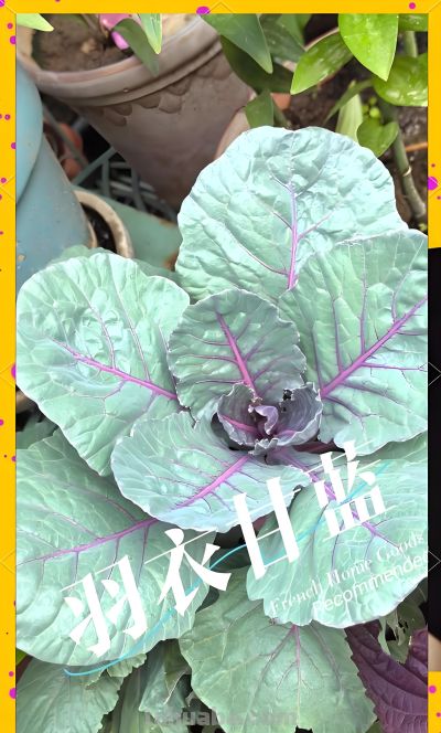 【羽衣甘蓝功效与家庭花盆种植，一盆能吃好久，营养超丰富】 - 图画吧TUHUABA