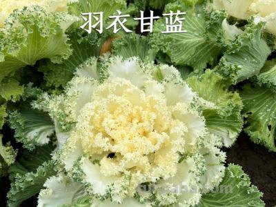 【羽衣甘蓝功效与家庭花盆种植，一盆能吃好久，营养超丰富】 - 图画吧TUHUABA
