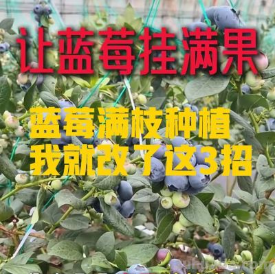 从年年空盆到蓝莓满枝，家庭种植我就改了这3招 - 今日头条