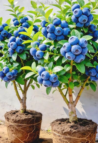 从年年空盆到蓝莓满枝，家庭种植我就改了这3招 - 图画吧TUHUABA