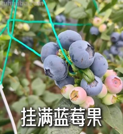 从年年空盆到蓝莓满枝，家庭种植我就改了这3招 - 图画吧TUHUABA