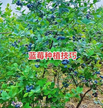 从年年空盆到蓝莓满枝，家庭种植我就改了这3招 - 图画吧TUHUABA