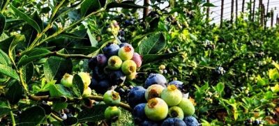 从年年空盆到蓝莓满枝，家庭种植我就改了这3招 - 图画吧TUHUABA