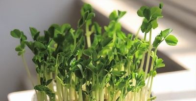 龙年来种 “龙须菜”家庭豌豆苗的简易种植方法 - 图画吧TUHUABA