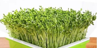 龙年来种 “龙须菜”家庭豌豆苗的简易种植方法 - 图画吧TUHUABA