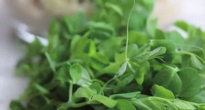 龙年来种 “龙须菜”家庭豌豆苗的简易种植方法 - 今日头条