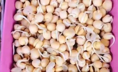 龙年来种 “龙须菜”家庭豌豆苗的简易种植方法 - 图画吧TUHUABA