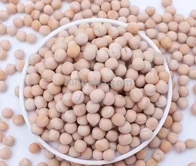 龙年来种 “龙须菜”家庭豌豆苗的简易种植方法 - 图画吧TUHUABA