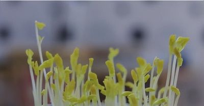 龙年来种 “龙须菜”家庭豌豆苗的简易种植方法 - 图画吧TUHUABA