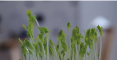 龙年来种 “龙须菜”家庭豌豆苗的简易种植方法 - 图画吧TUHUABA