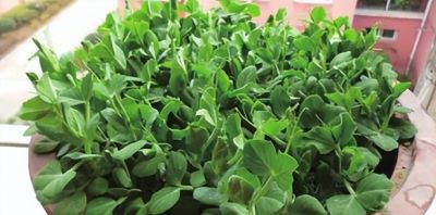 龙年来种 “龙须菜”家庭豌豆苗的简易种植方法 - 图画吧TUHUABA