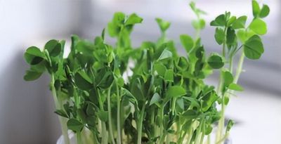 龙年来种 “龙须菜”家庭豌豆苗的简易种植方法 - 图画吧TUHUABA