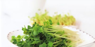 龙年来种 “龙须菜”家庭豌豆苗的简易种植方法 - 图画吧TUHUABA