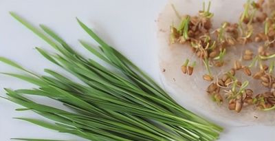 龙年来种 “龙须菜”家庭豌豆苗的简易种植方法 - 图画吧TUHUABA