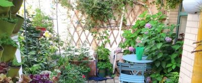 不少家庭都会在阳台或小院里栽种一些绿植 - 图画吧TUHUABA