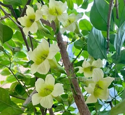 家中养上8种吉利树,吸灰尘长势旺,一年四季生机勃勃、财运旺盛 - 今日头条 家中养上8种吉利树,吸灰尘长势旺,一年四季生机勃勃、财运旺盛 - 图画吧TUHUABA