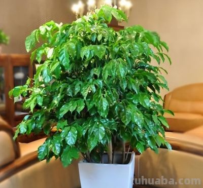 家中养上8种吉利树,吸灰尘长势旺,一年四季生机勃勃、财运旺盛 - 今日头条 家中养上8种吉利树,吸灰尘长势旺,一年四季生机勃勃、财运旺盛 - 图画吧TUHUABA