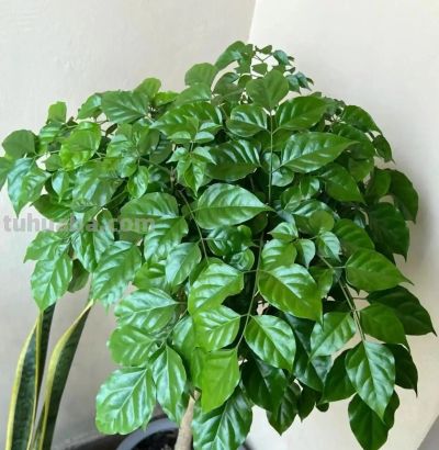 家中养上8种吉利树,吸灰尘长势旺,一年四季生机勃勃、财运旺盛 - 今日头条 家中养上8种吉利树,吸灰尘长势旺,一年四季生机勃勃、财运旺盛 - 图画吧TUHUABA