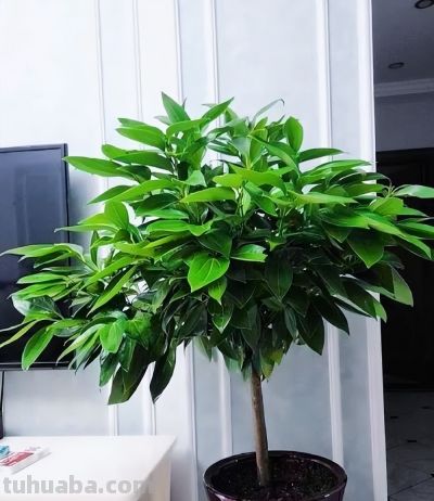 家中养上8种吉利树,吸灰尘长势旺,一年四季生机勃勃、财运旺盛 - 今日头条 家中养上8种吉利树,吸灰尘长势旺,一年四季生机勃勃、财运旺盛 - 图画吧TUHUABA