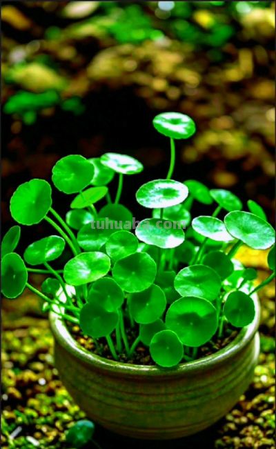 家中养上8种吉利树,吸灰尘长势旺,一年四季生机勃勃、财运旺盛 - 今日头条 家中养上8种吉利树,吸灰尘长势旺,一年四季生机勃勃、财运旺盛 - 图画吧TUHUABA