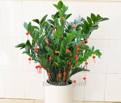 家中养上8种吉利树,吸灰尘长势旺,一年四季生机勃勃、财运旺盛 - 今日头条 家中养上8种吉利树,吸灰尘长势旺,一年四季生机勃勃、财运旺盛 - 图画吧TUHUABA